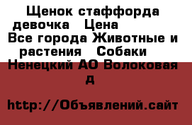 Щенок стаффорда девочка › Цена ­ 20 000 - Все города Животные и растения » Собаки   . Ненецкий АО,Волоковая д.